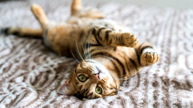 Кошачий библиотекарь